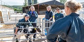 vet observing student handling calf on farm